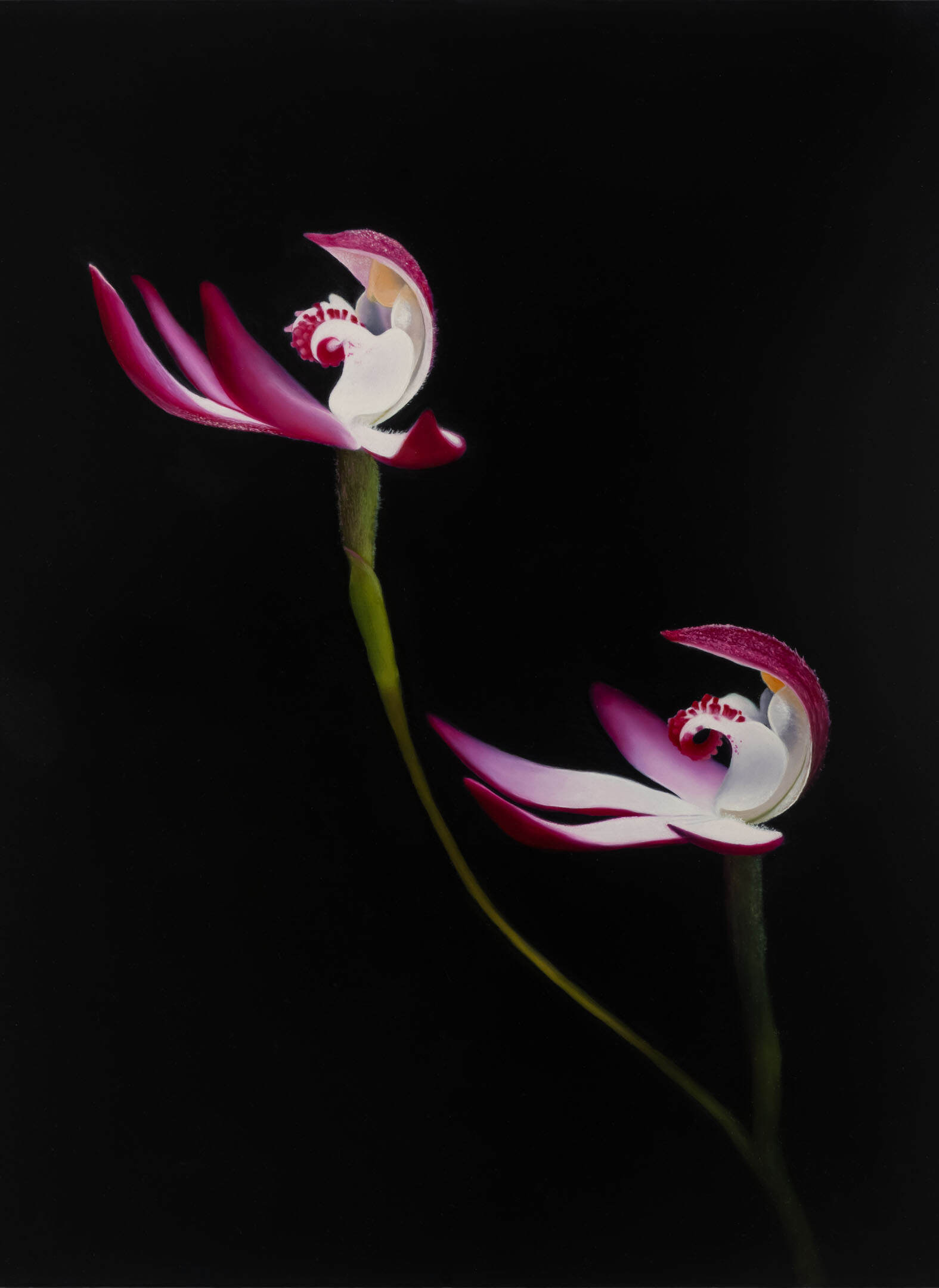 Early Caps (Caladenia praecox)_2024_oilonlinen_41cmx56cm