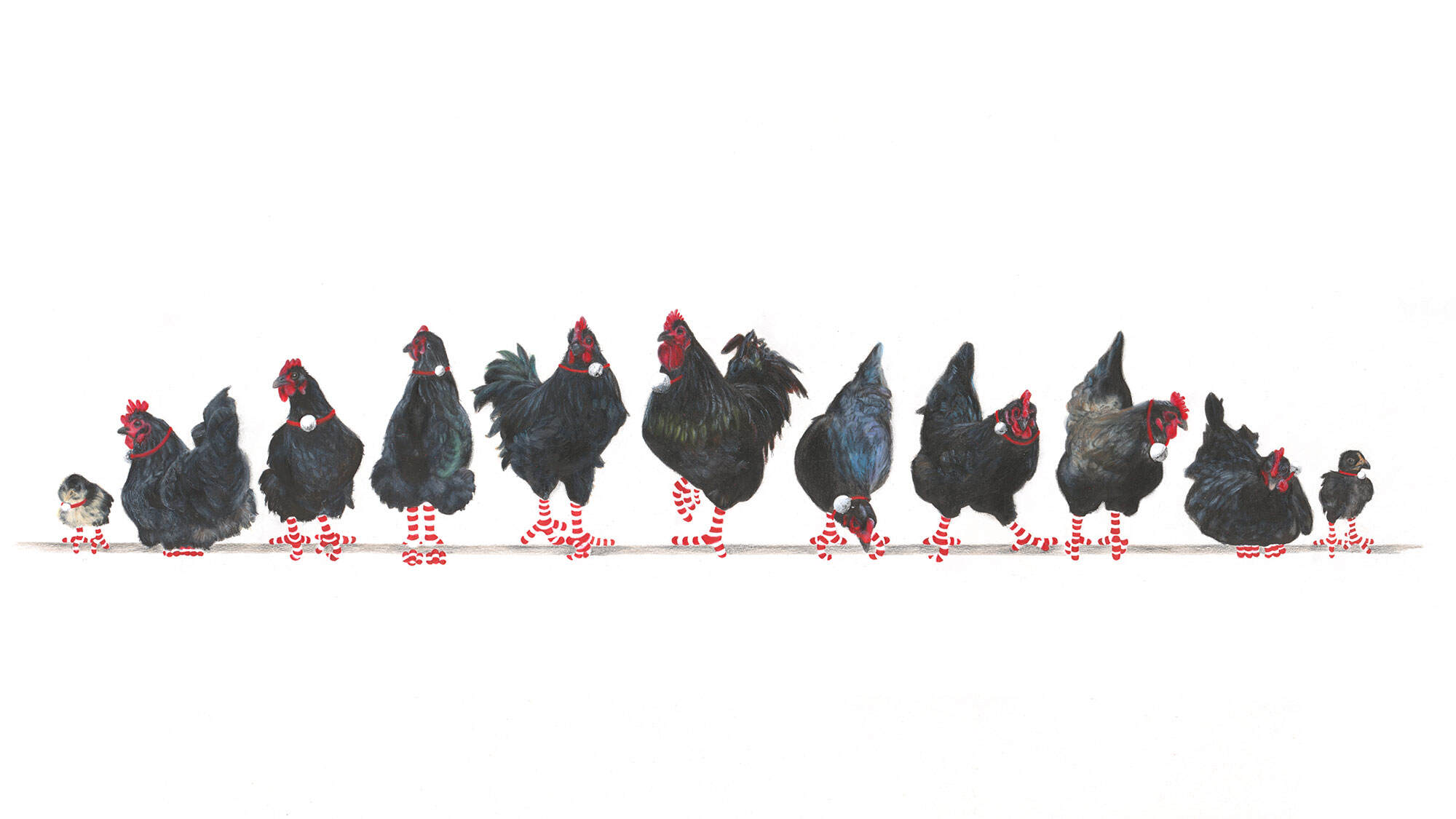 Eleven-Australorps-December-2019