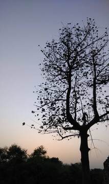 Photo by Leena Joshi (6)