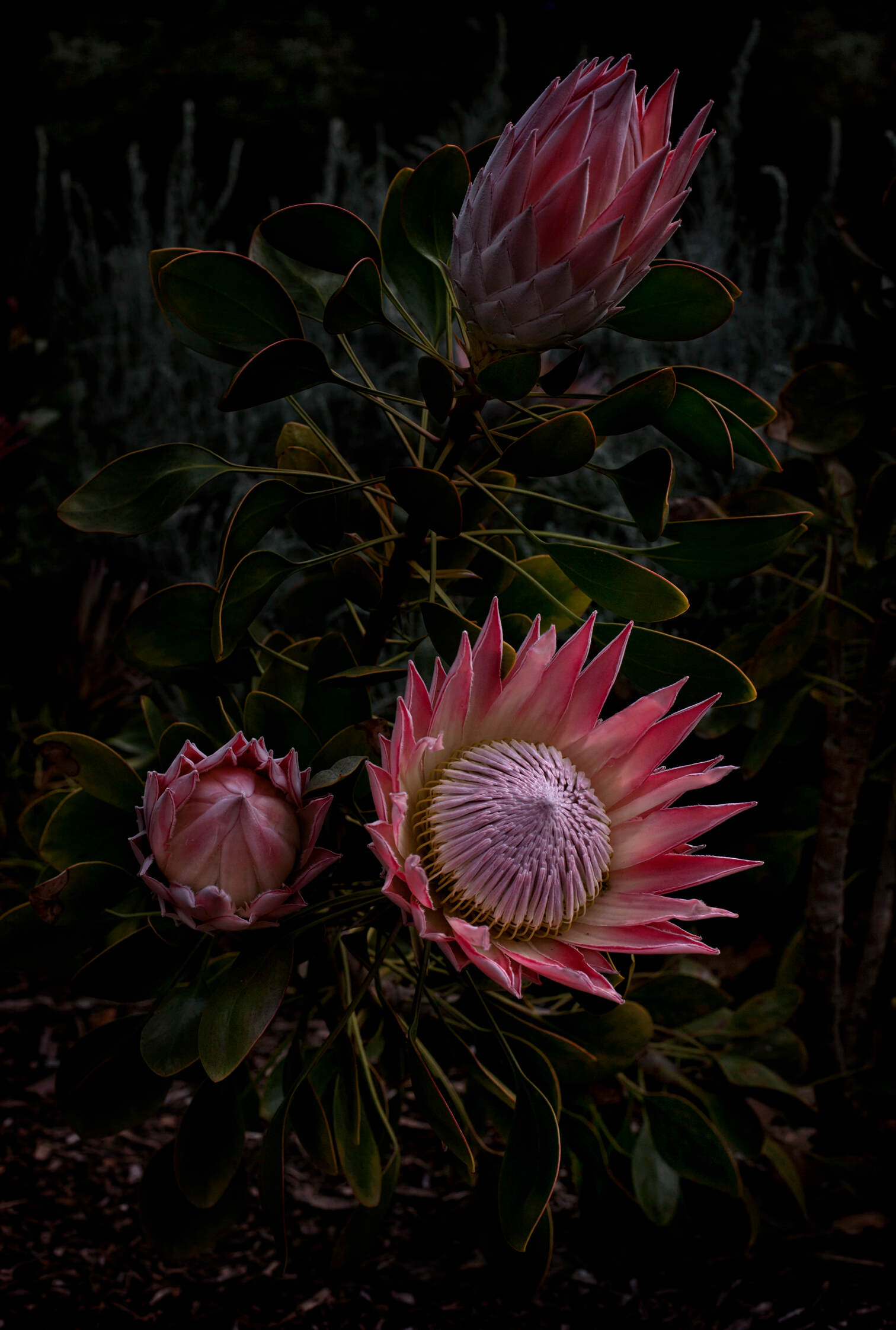Flores Venereae #3 by Fabrice Bigot