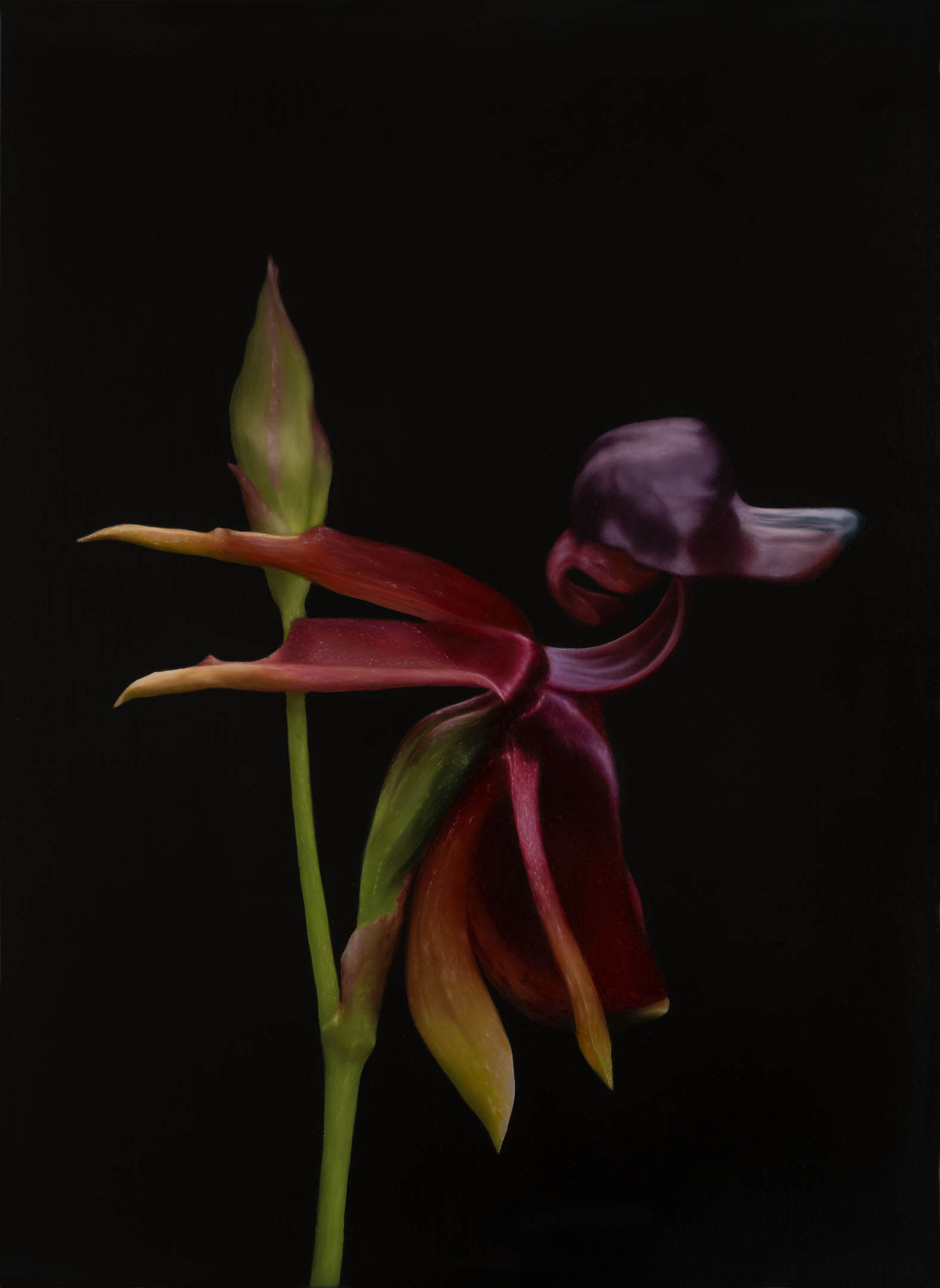Large Duck Orchid (Caleana major)_2024_oilonlinen_41cmx56cm
