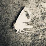 sarina_lirosi's profile picture