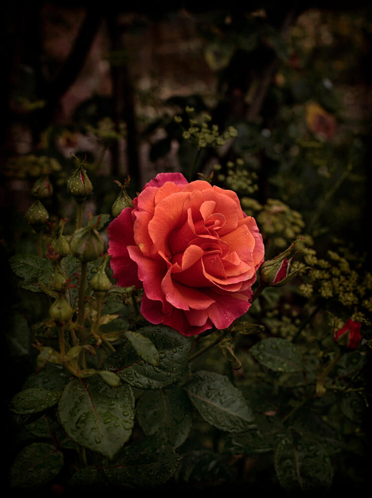 Bloom #2 by Fabrice Bigot