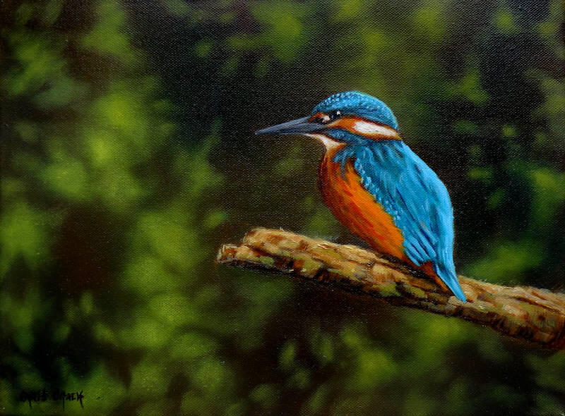 kingfisher