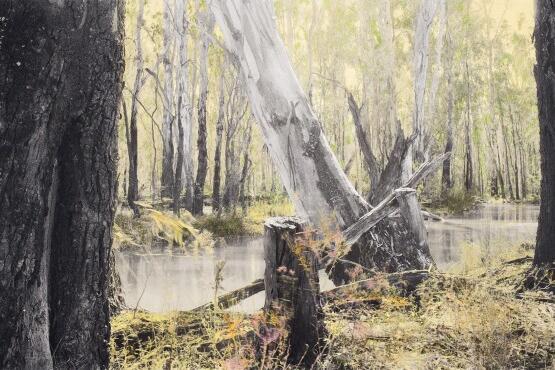 budgee-creek-ii--barmah-national-park