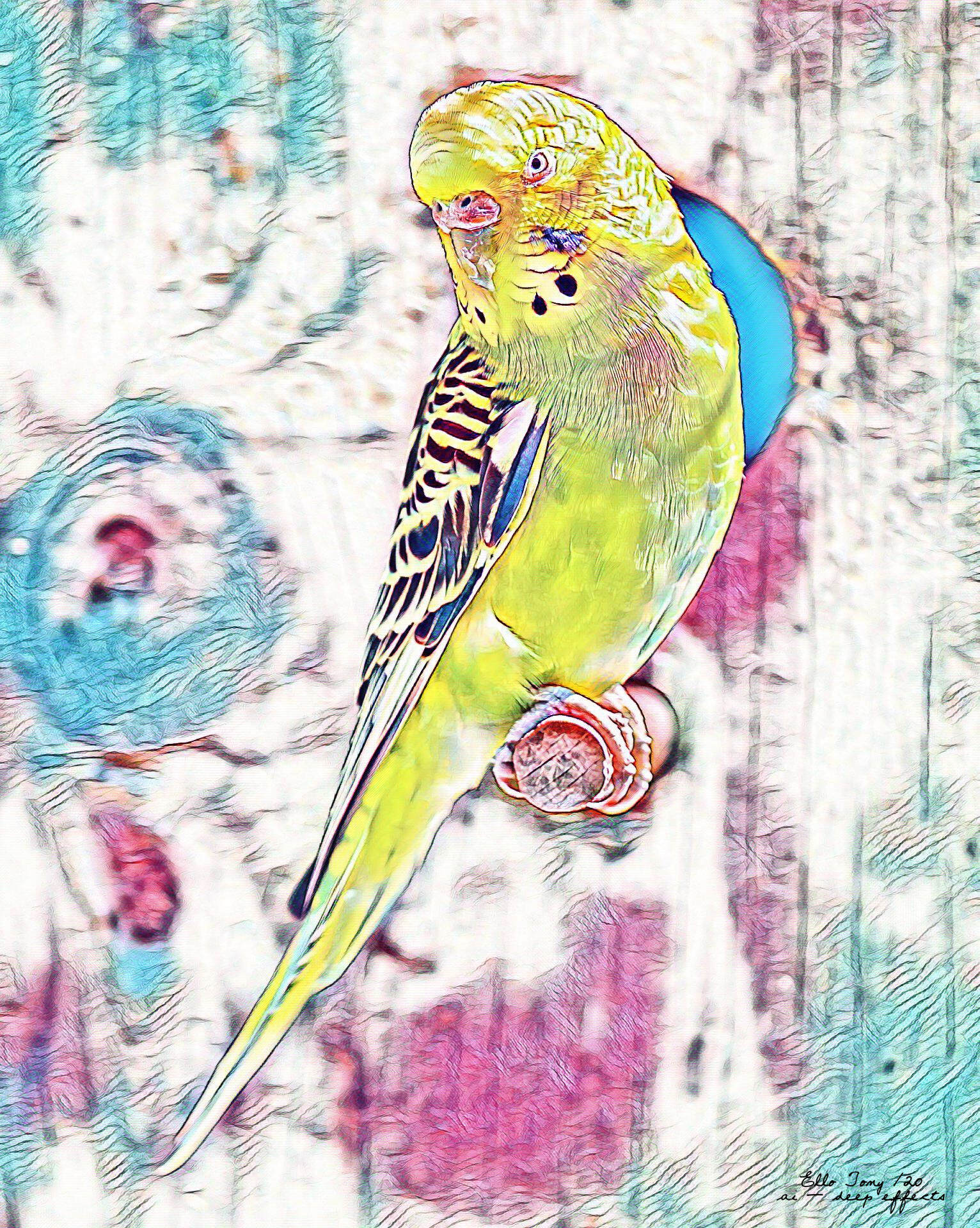 Observatory parrot of colourful delights
