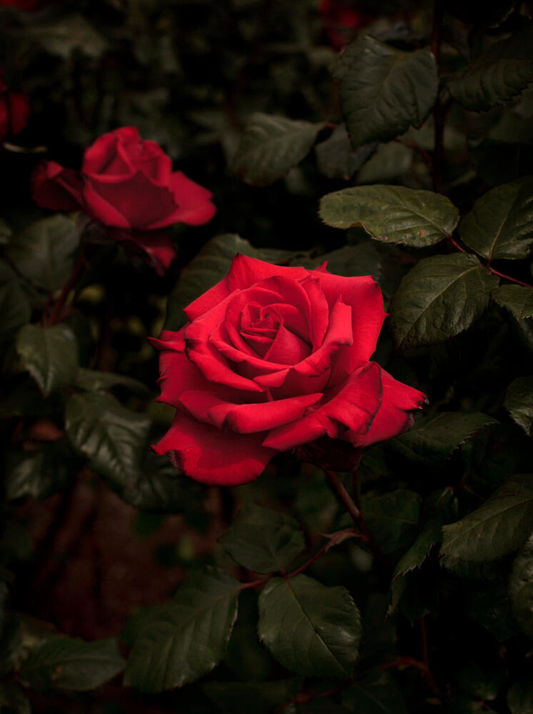 Bloom #1 by Fabrice Bigot
