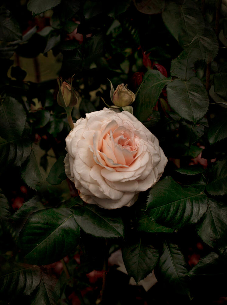 Bloom #6 by Fabrice Bigot