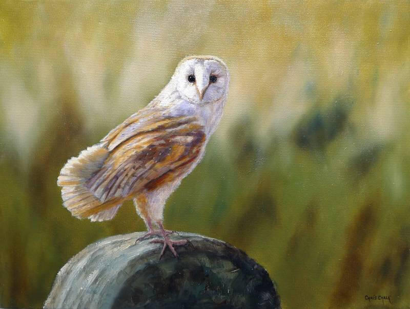 vantage-point-barn-owl