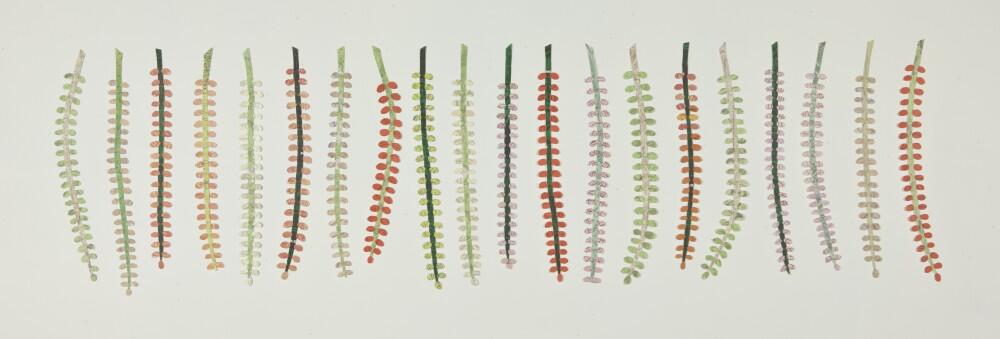 Palm Seeds