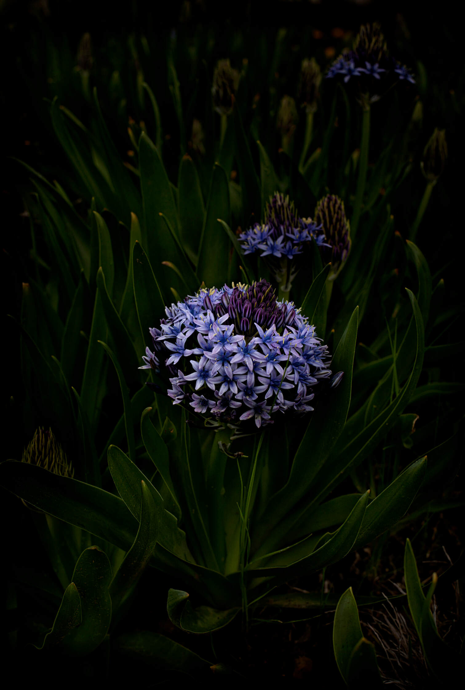 Flores Venereae #7 by Fabrice Bigot