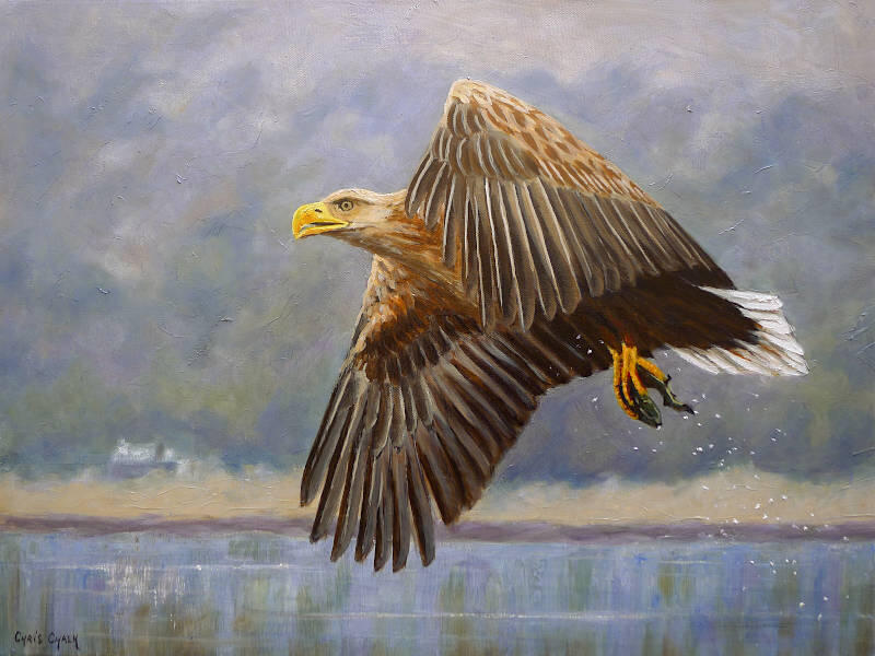 white-tailed-sea-eagle-painting