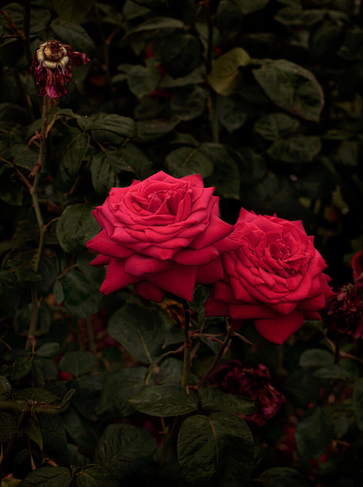 Bloom #4 by Fabrice Bigot