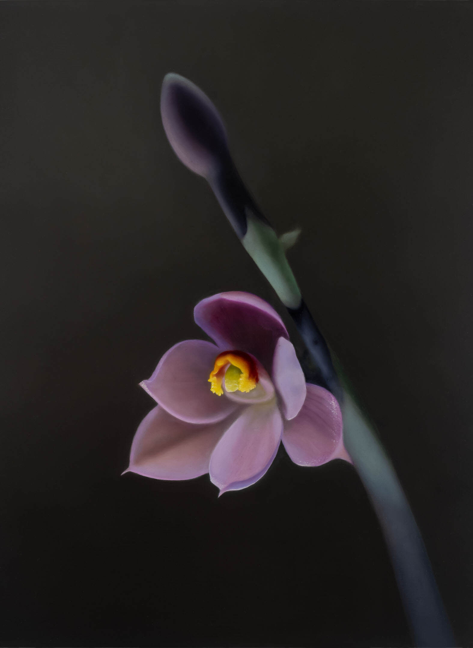 Salmon Sun Orchid (Thelymitra rubra)_2024_oilonlinen_41cmx56cm