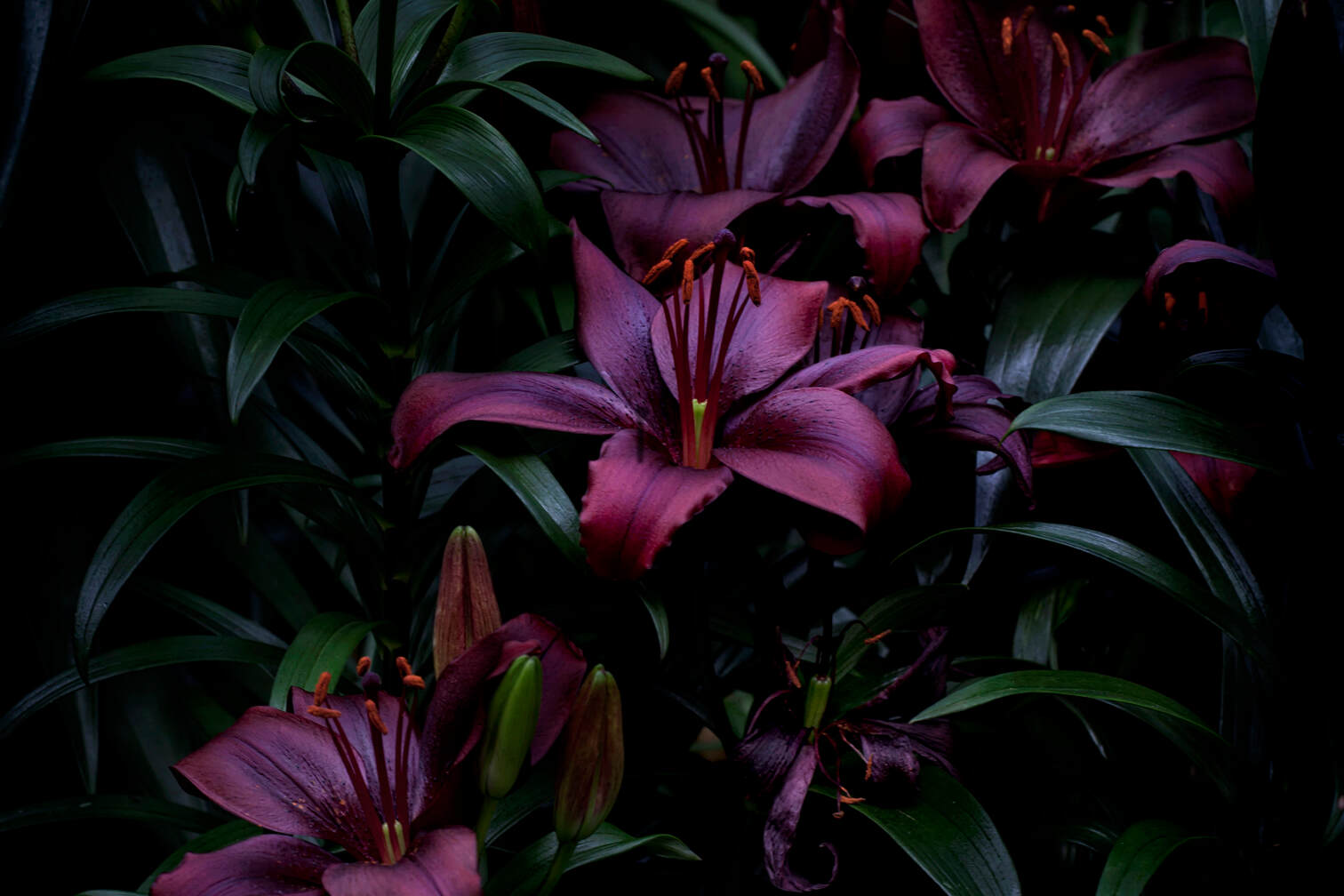 Flores Venereae #4 by Fabrice Bigot