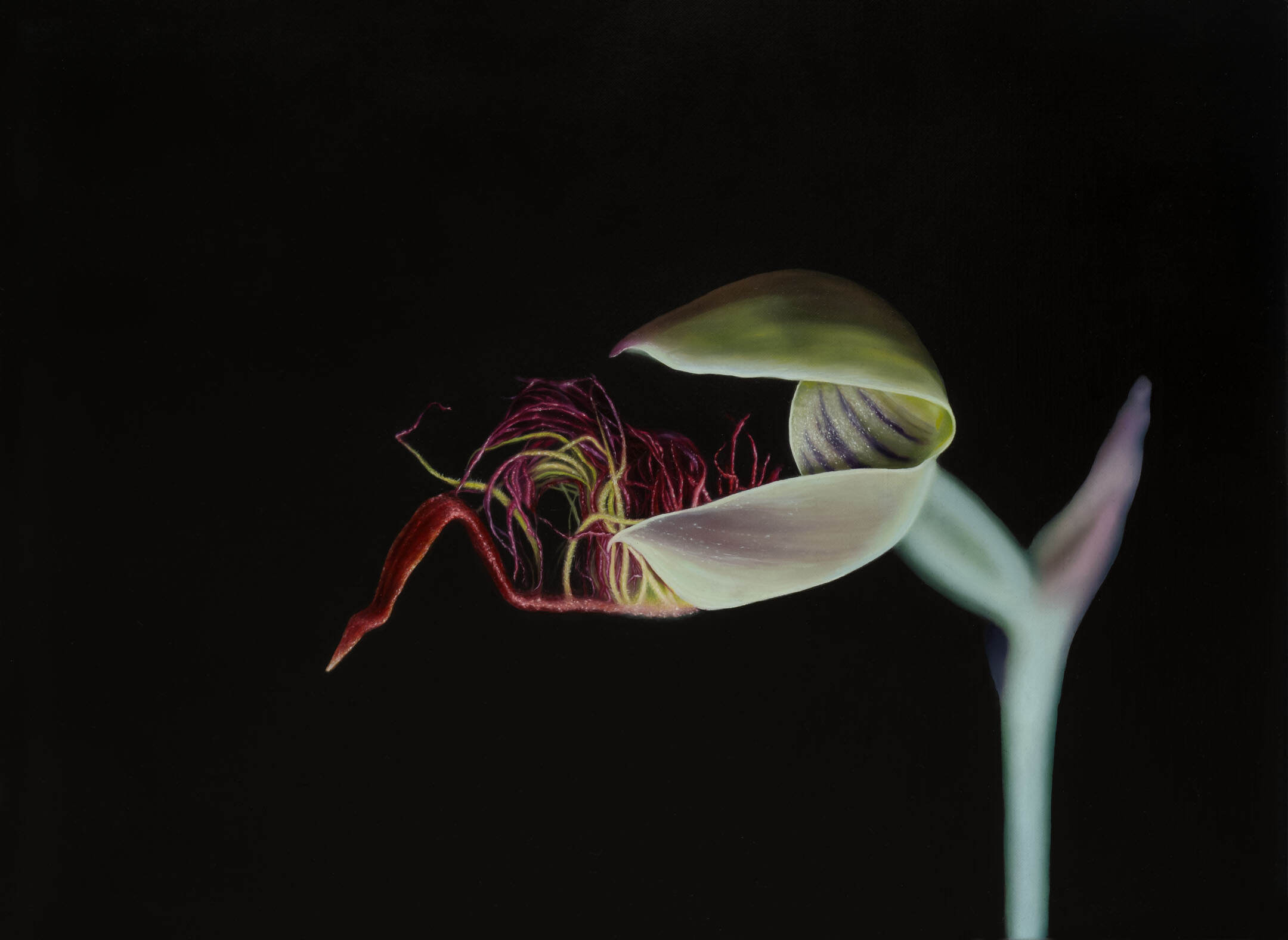Red Beard Orchid (Calochilus paludosus)_2024_oilonlinen_56cmx41cm