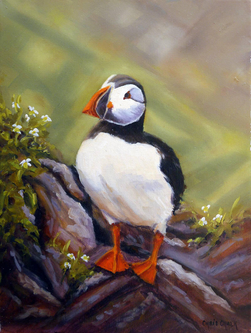 puffins-rock