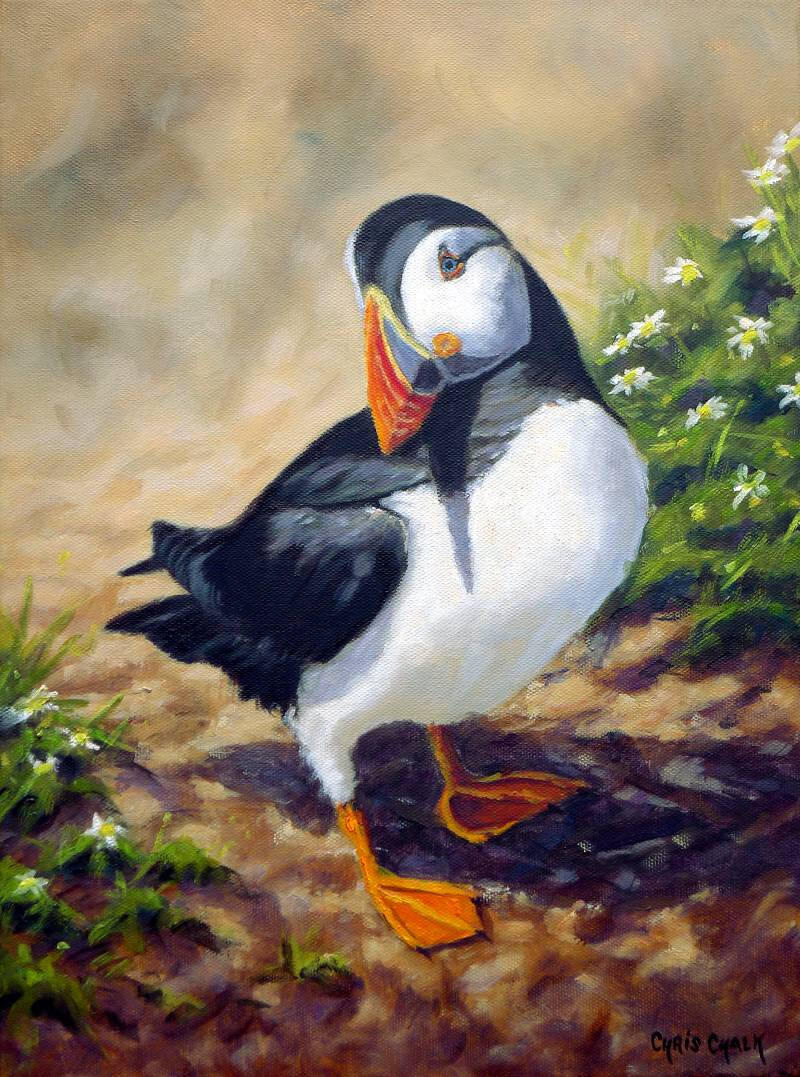 puffin-fitz-the-bill