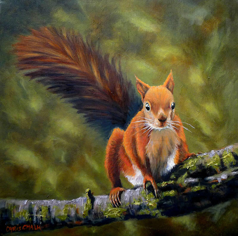 red-squirrel-dingle