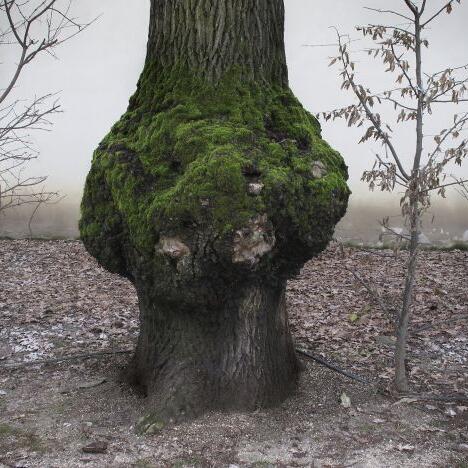 Moss by Ian Tatton