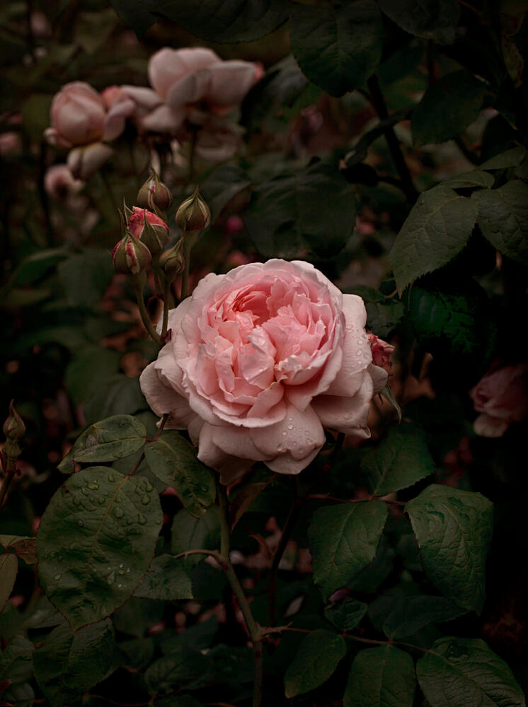 Bloom #3 by Fabrice Bigot