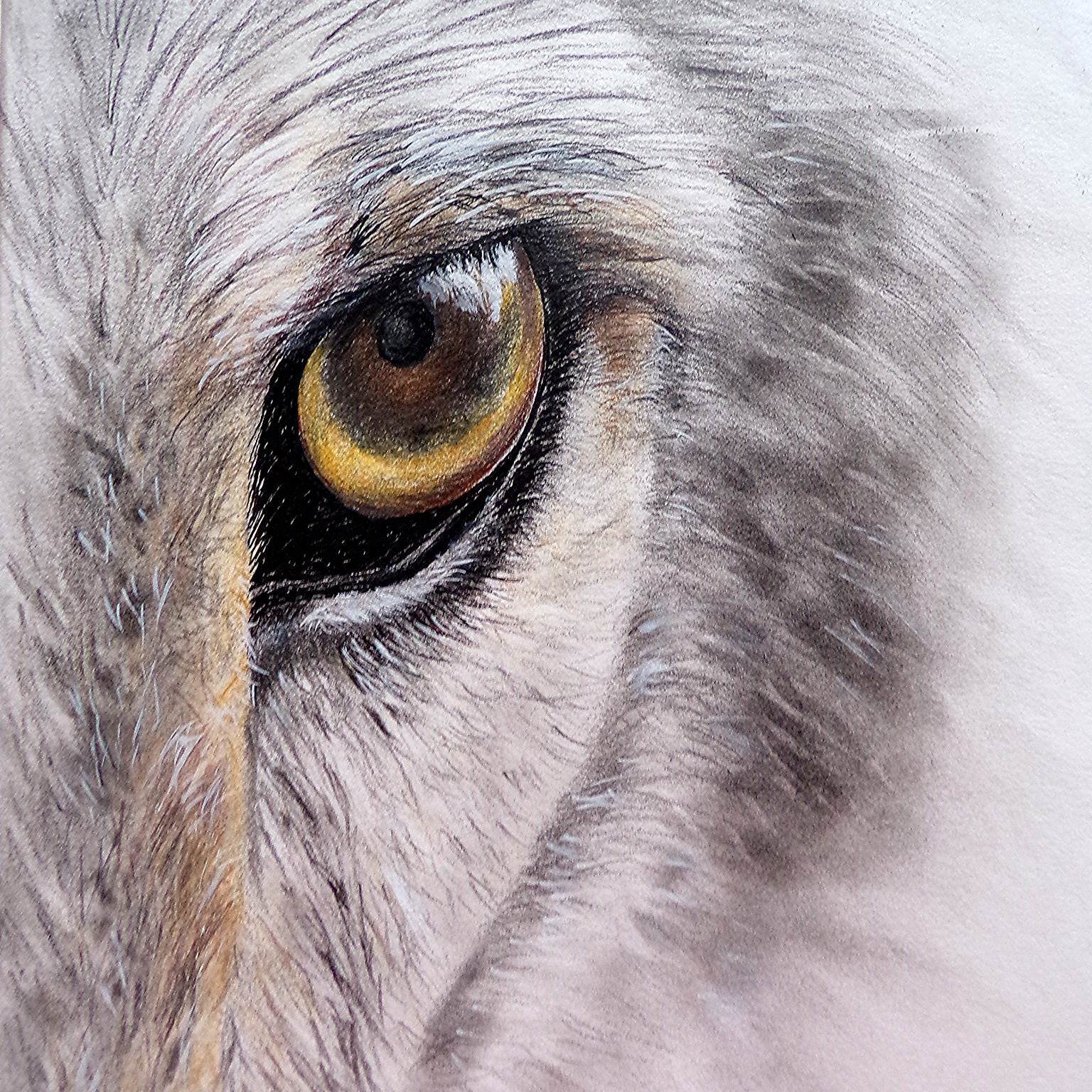 Wolf Eye