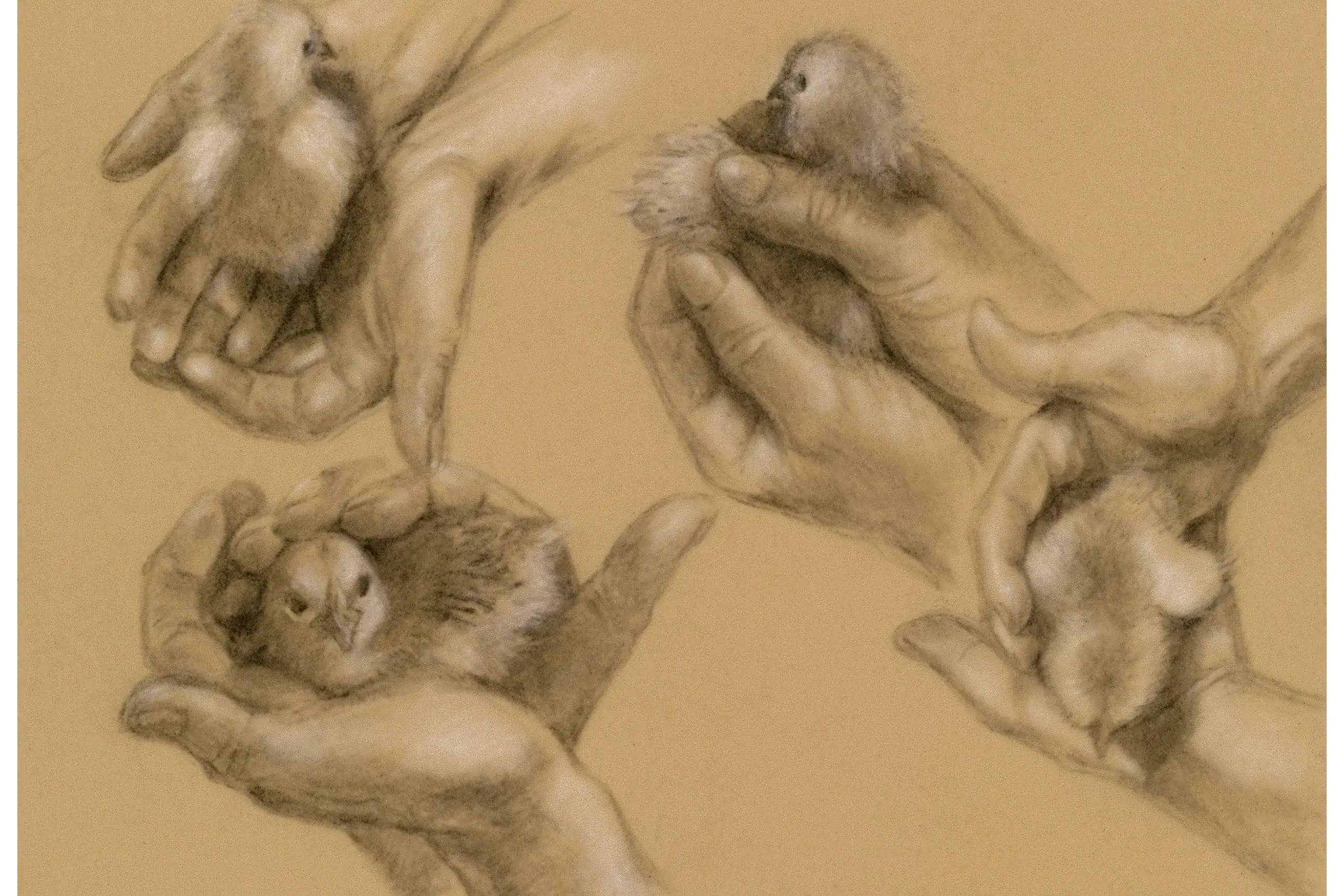 chick-study