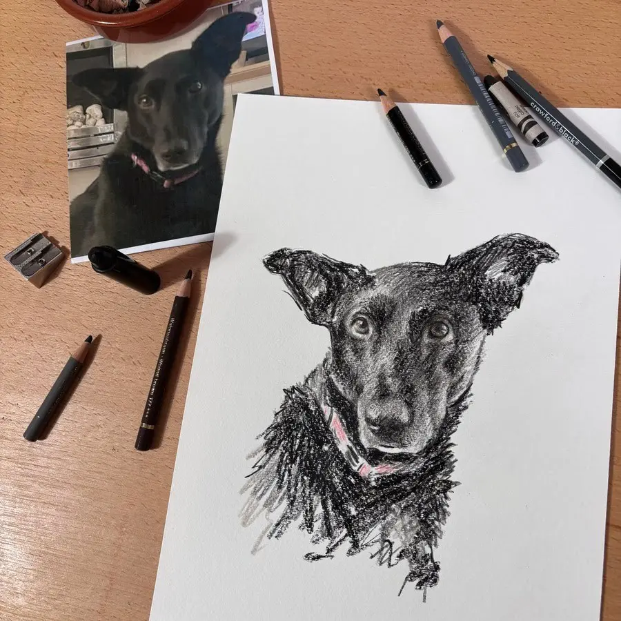 Dog portrait coloured drawing with reference photo and materials