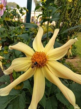 Photo by Leena Joshi (7)