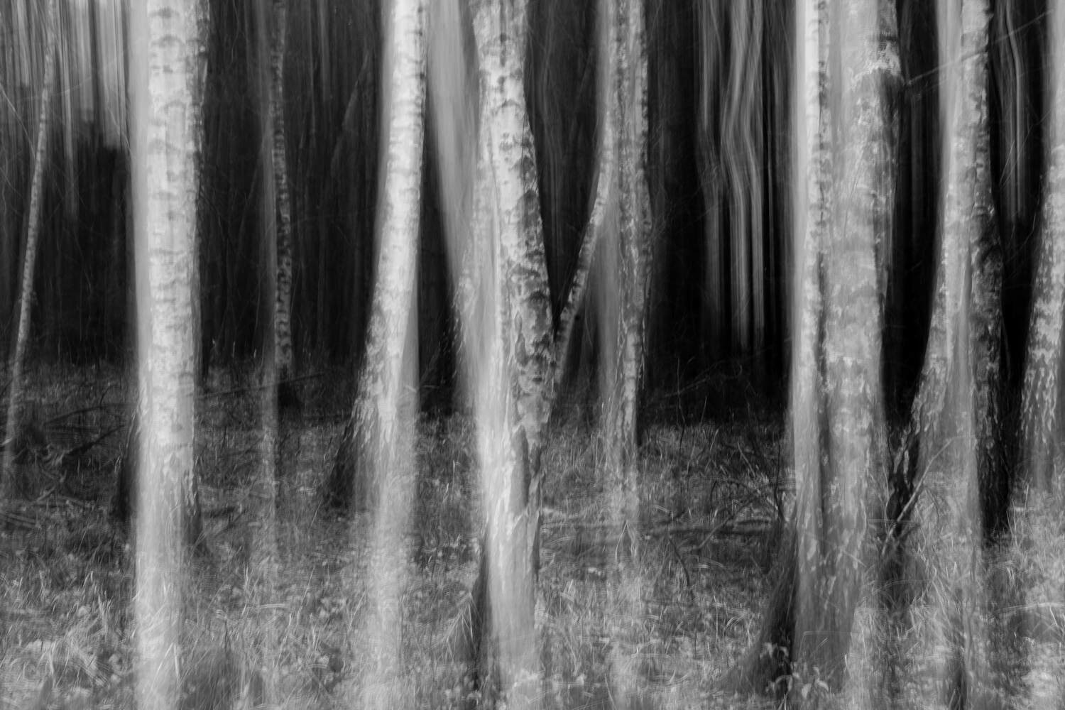 scary-forest-4698