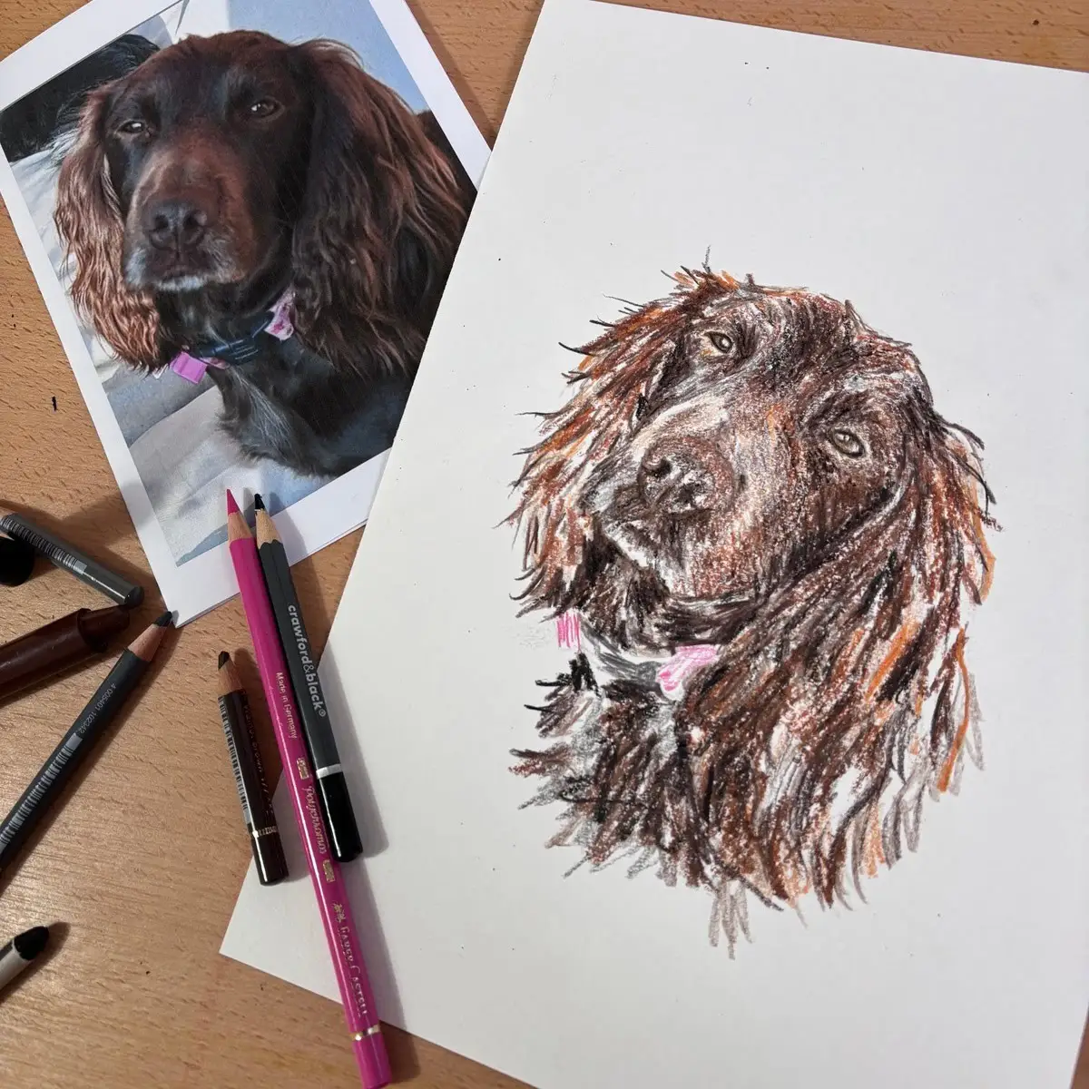 Detailed cocker spaniel drawing showing reference image with finished portrait