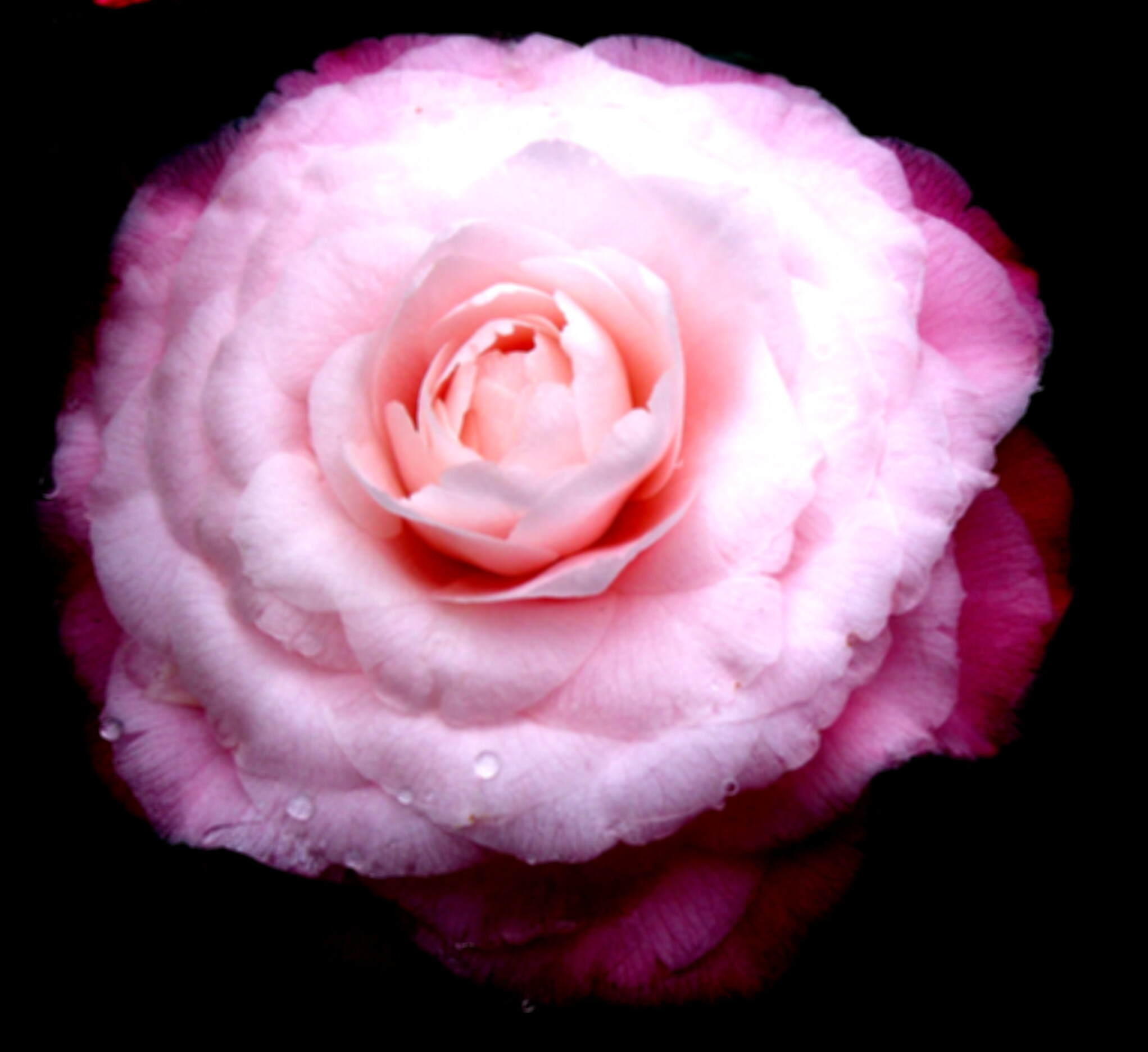 Pink Rose