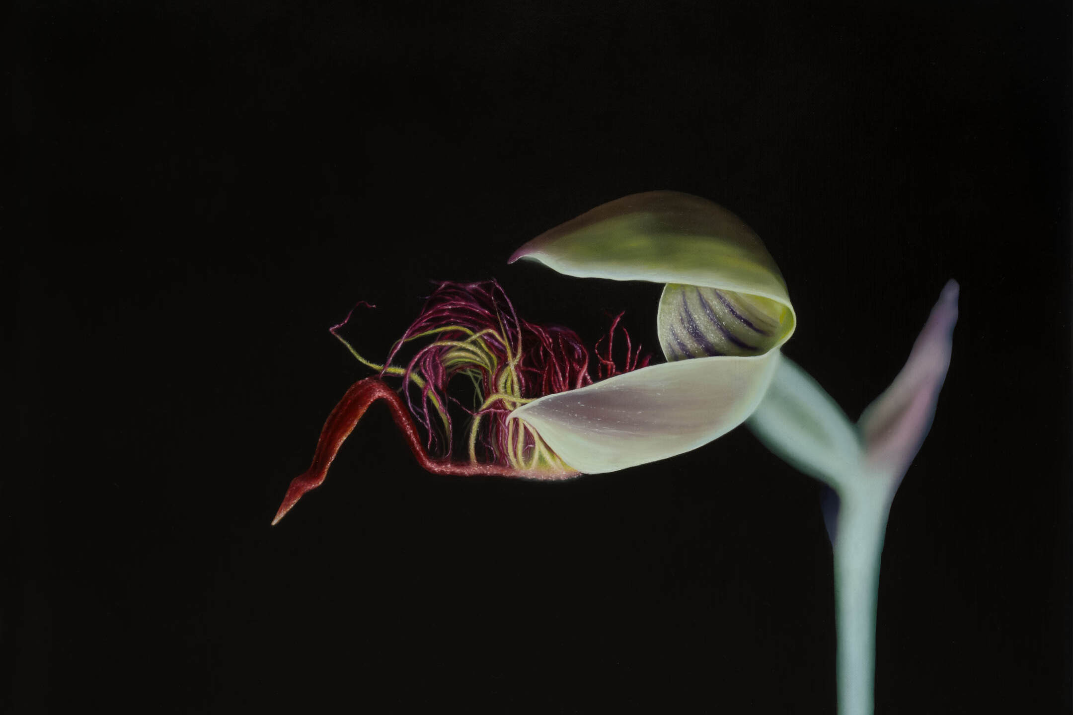 Red Beard Orchid (Calochilus paludosus)_2024_oilonlinen_56cmx41cm