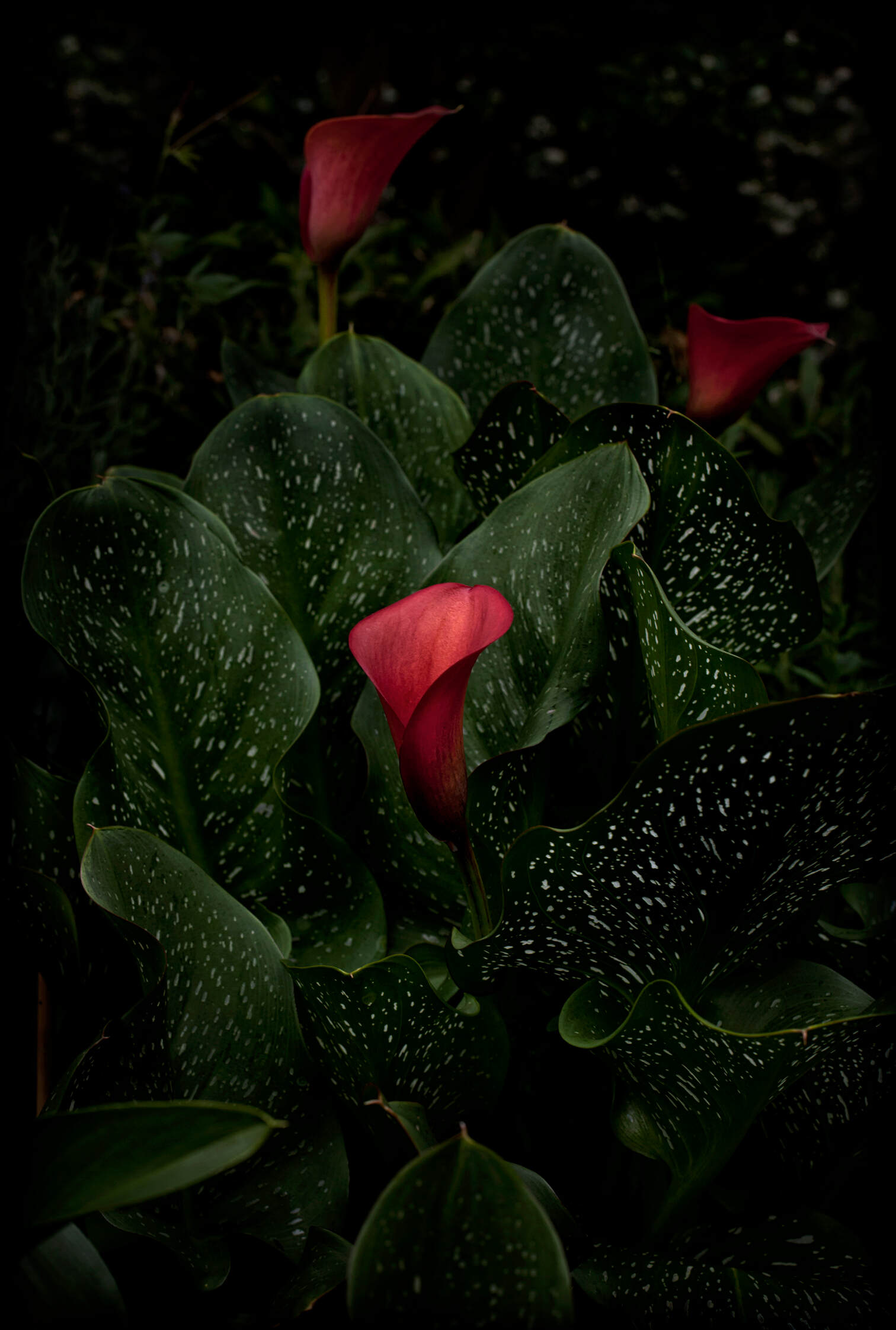 Flores Venereae #8 by Fabrice Bigot