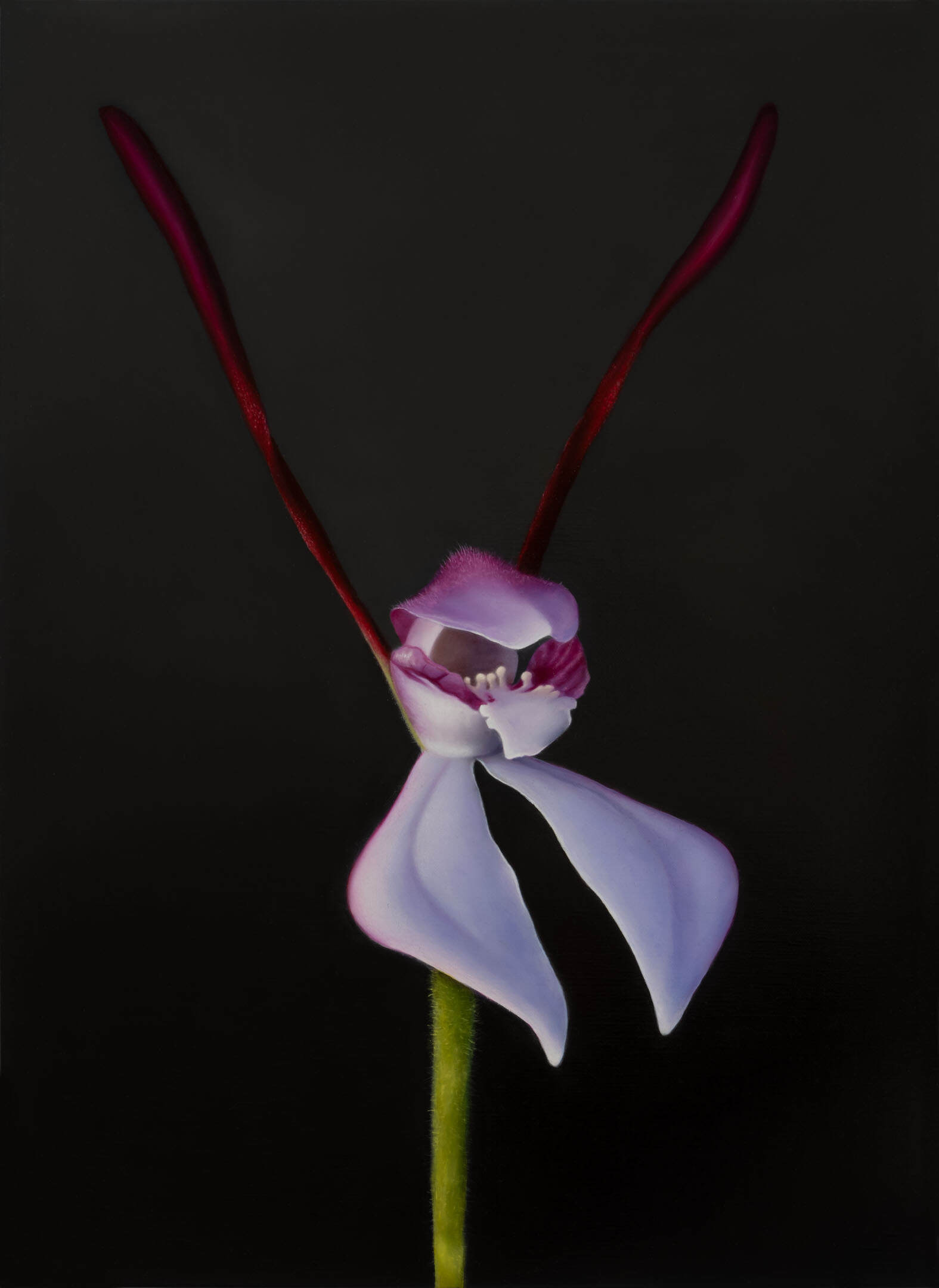 Hare Orchid (Leptoceras menziesii)_2024_oilonlinen_41cmx56cm