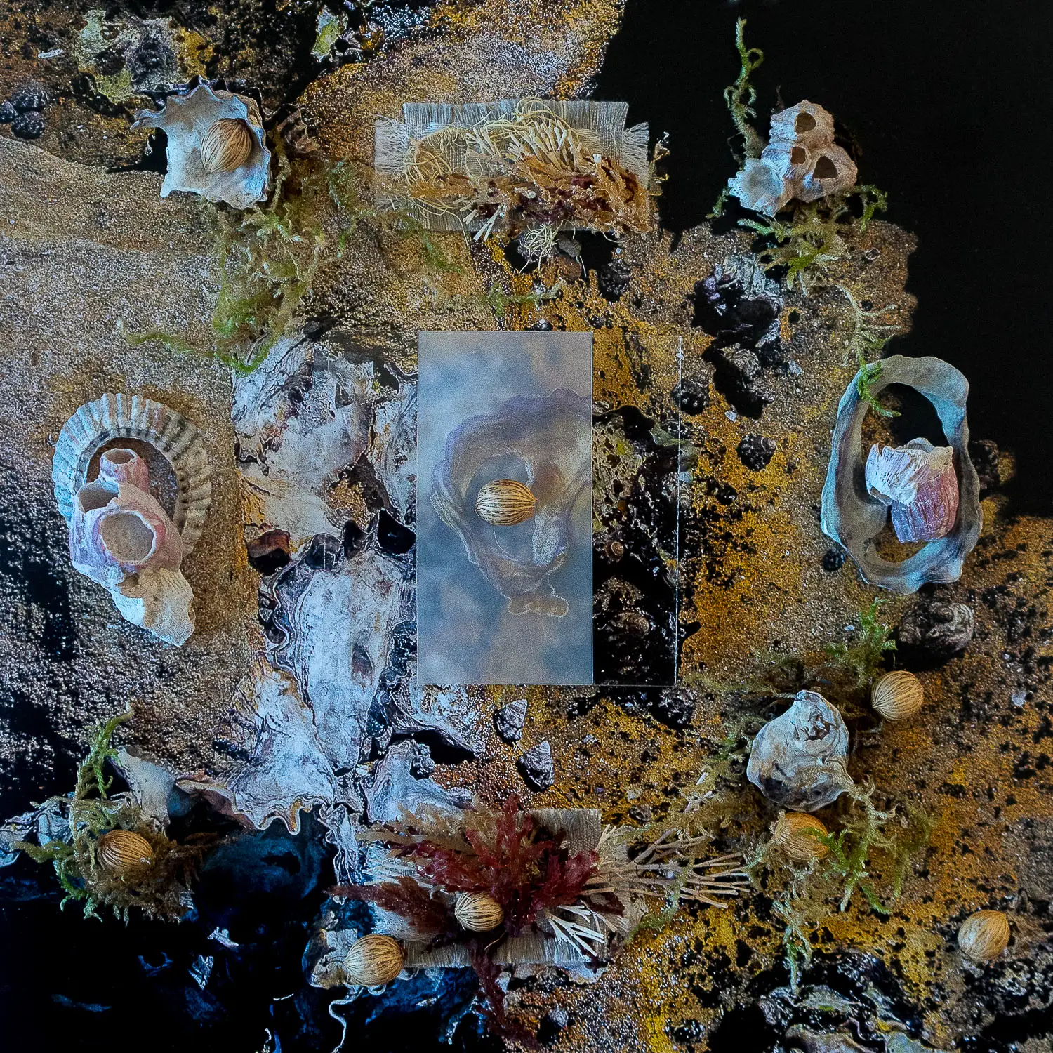 squ.OYSTER.3931 (1 of 1)