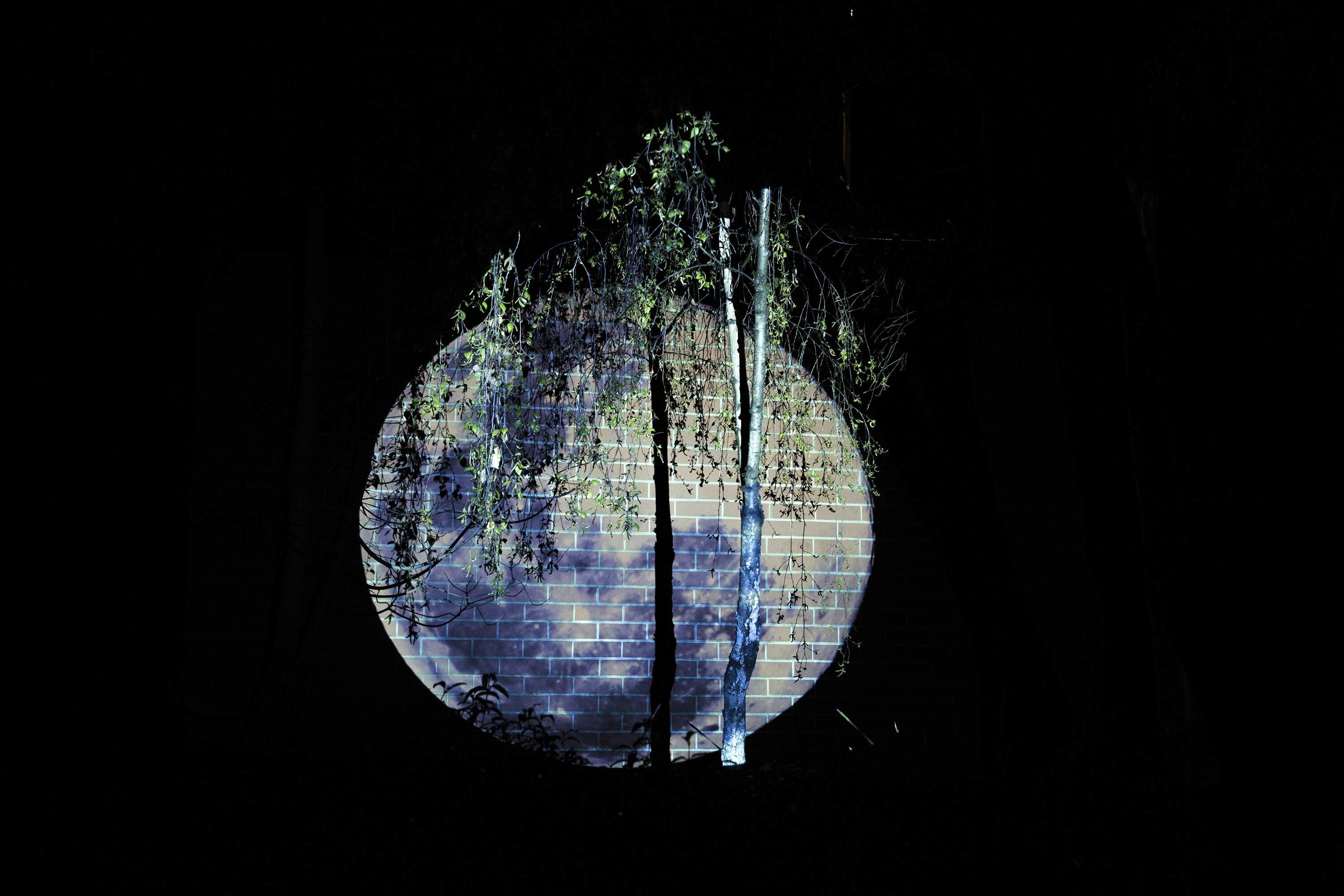 tracing-moonlight-plimsoll