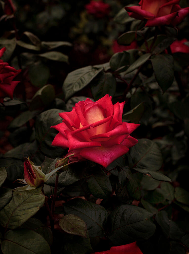 Bloom #10 by Fabrice Bigot