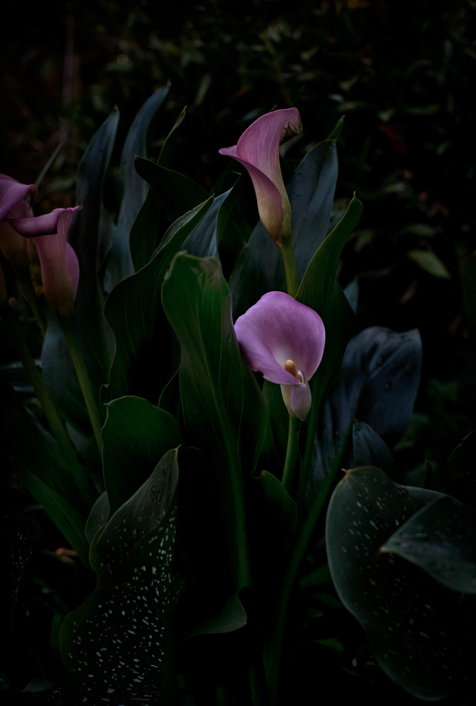 Flores Venereae #2 by Fabrice Bigot