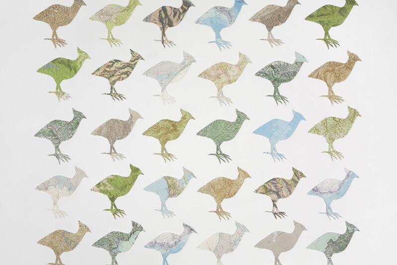 Mrs Darwin's Birds
