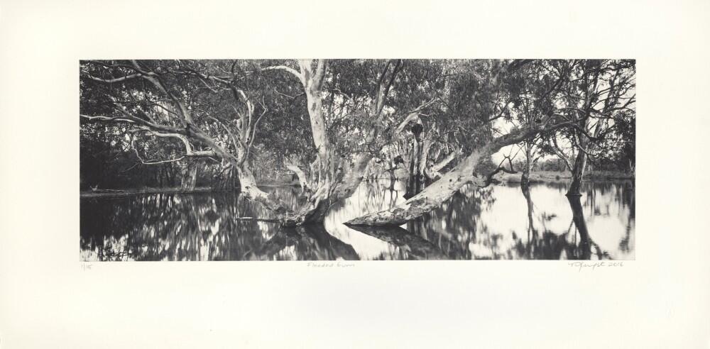 flooded-gum