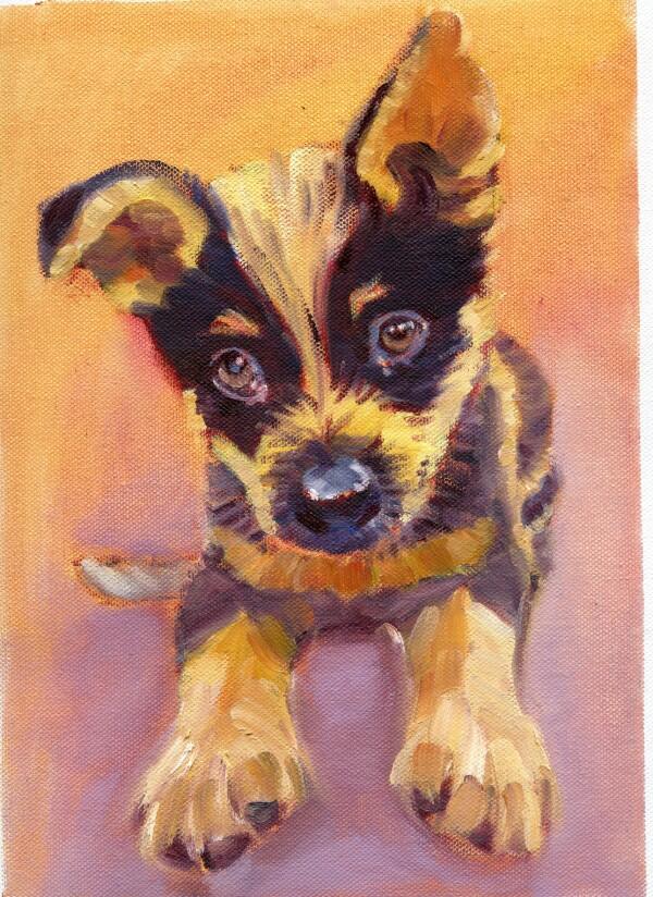 Molly the blue heeler pup by Susan Piesse