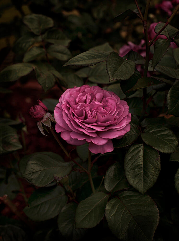 Bloom #5 by Fabrice Bigot