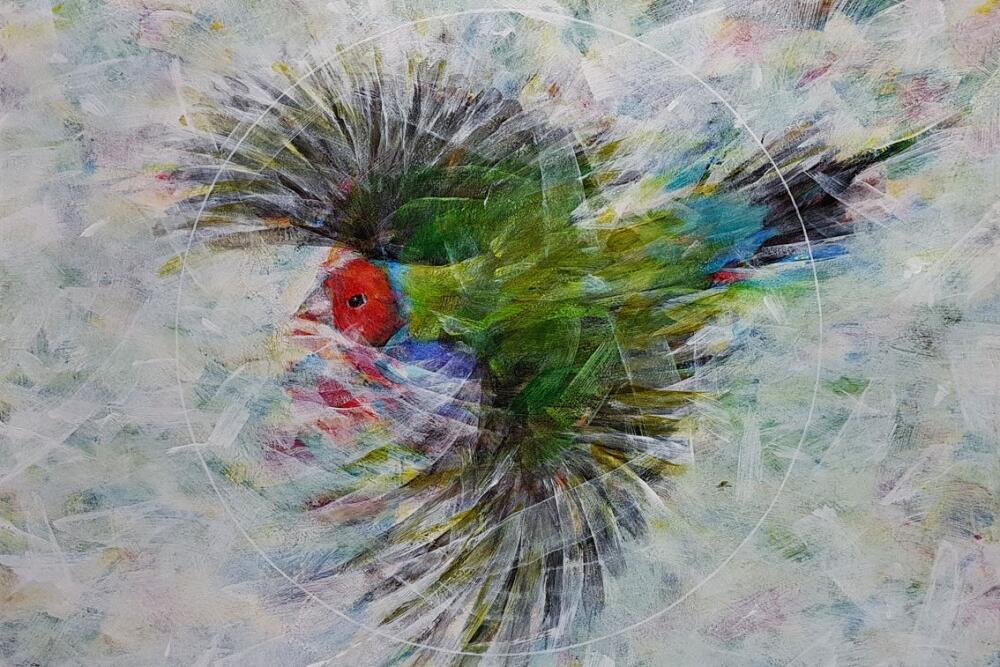 Things You Will never See - Gouldian Finch by Robert Hollingworth