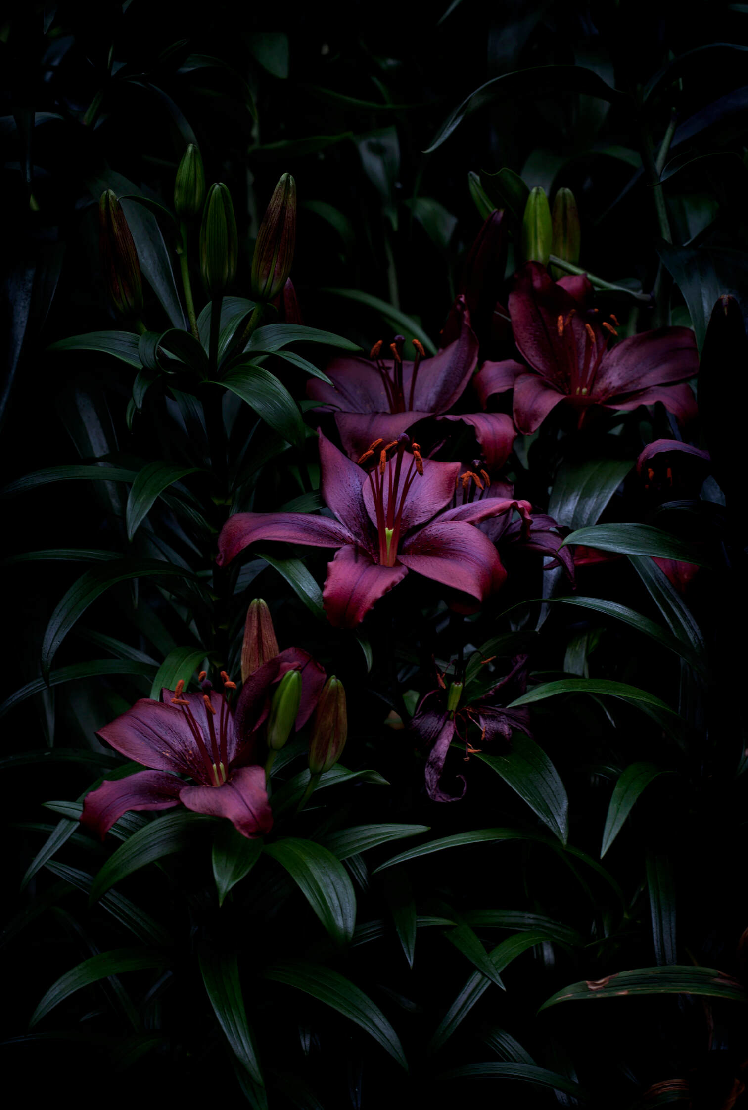 Flores Venereae #4 by Fabrice Bigot