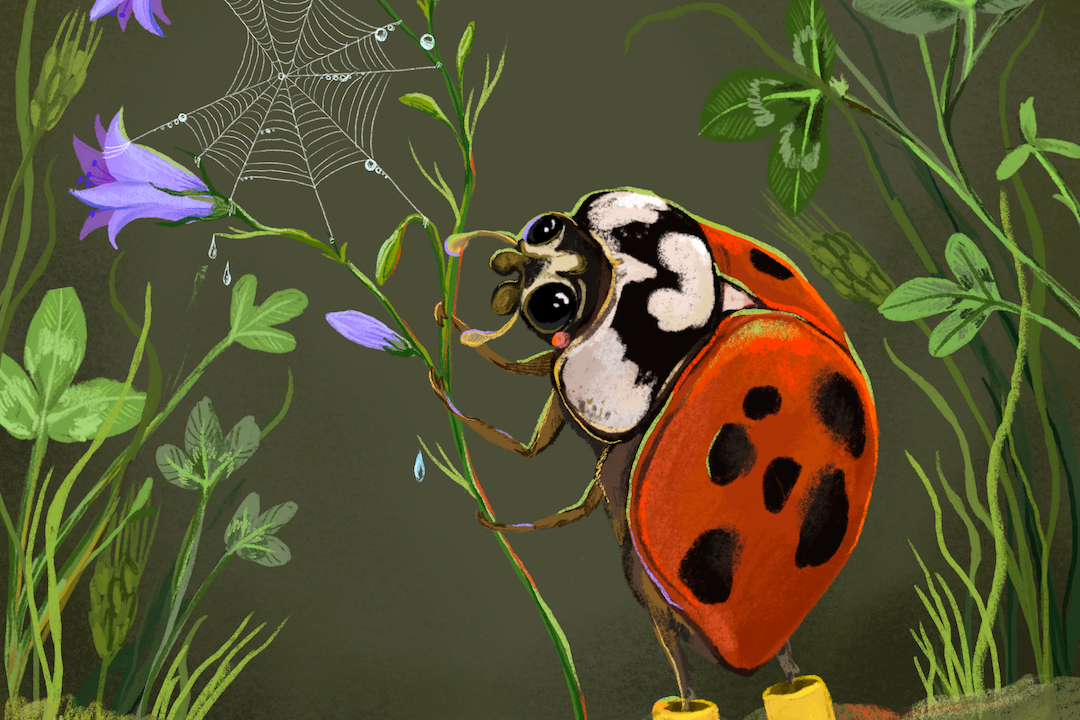 Beetle Boots