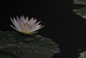 Water Lily Painting