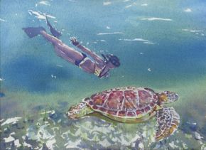 swimming-with-turtles898