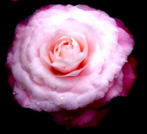 Pink Rose