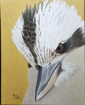 KS577 kookaburra Stare